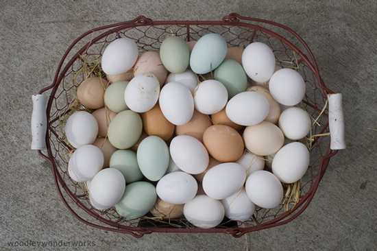 Healthy Eggs