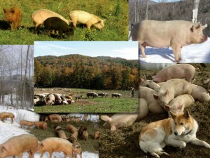 04-PigsOnPastureCollageKS