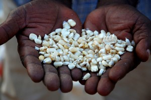 hybrid seeds vs gmos