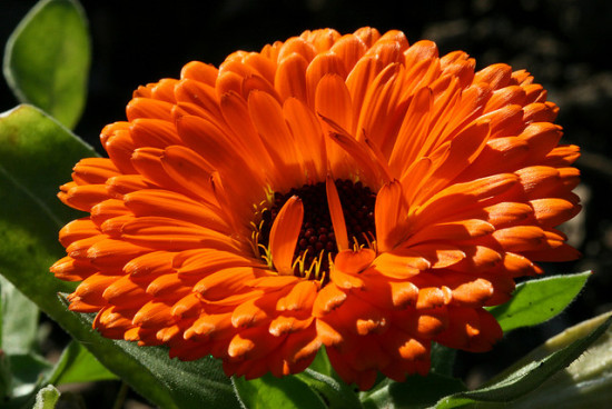 natural remedies homemade calendula salve