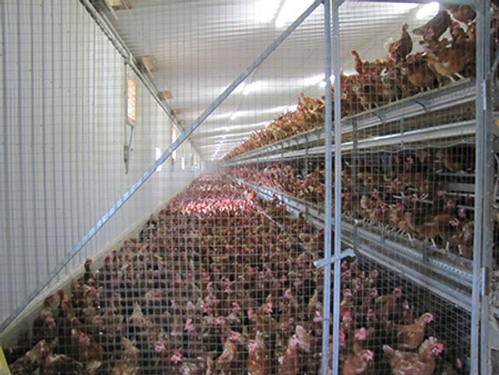 free-range egg chicken run organic