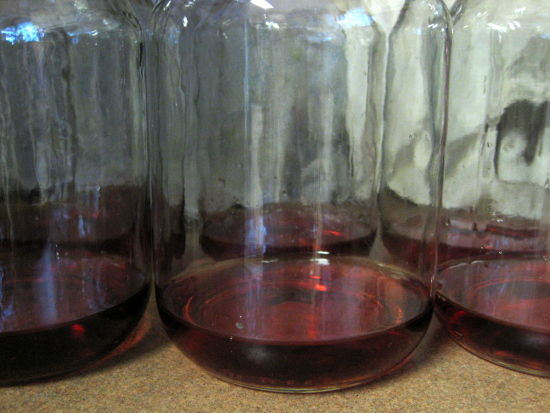 kombucha-tea-how-make-kombucha