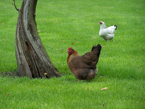 Happy chickens produce happy eggs.