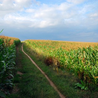russia bans gmo corn import