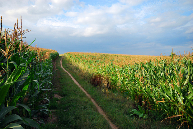 russia bans gmo corn import