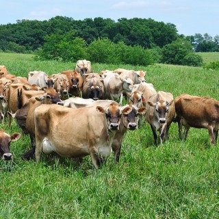 Texas Forces Miller Dairy Dump Milk Help Raw Milk Bill