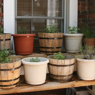 top 5 herbs to grow for medicinal and cooking purpose