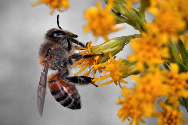 vanishing bees bee deaths crop disaster