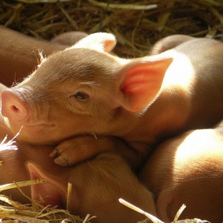 happy-piglets