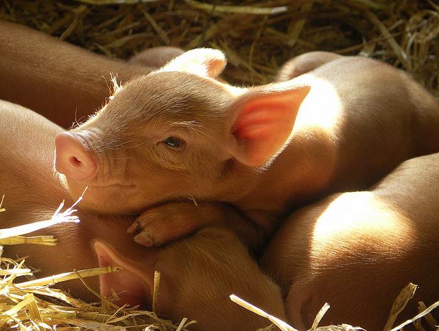 happy-piglets