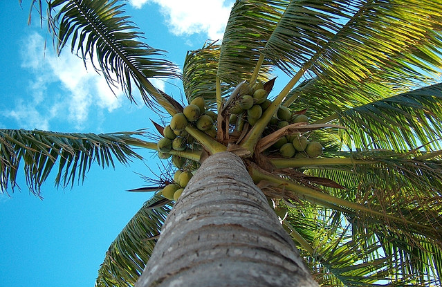 coconut-sugar-palm