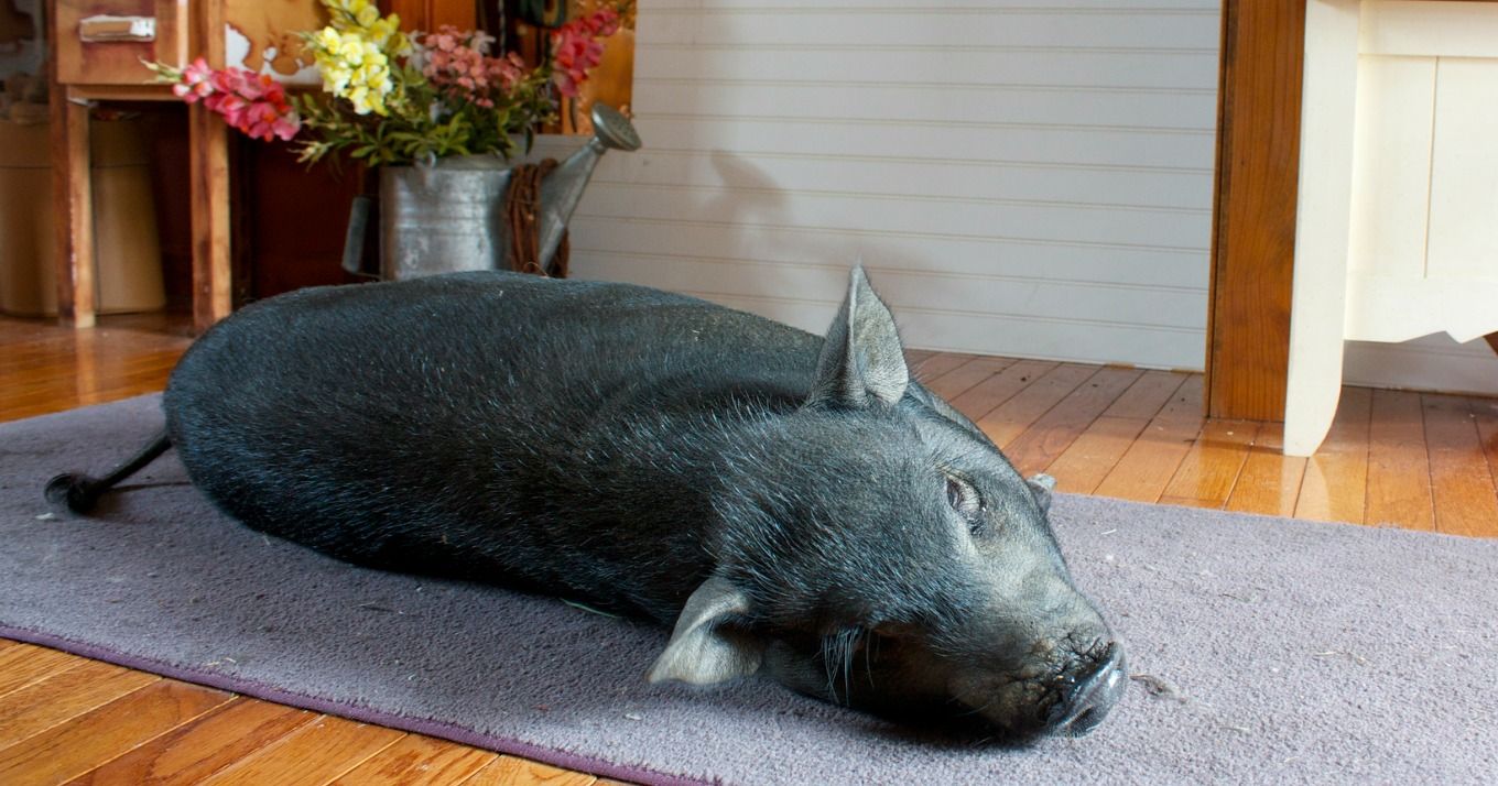 Michigan Order Kills Pet Pigs