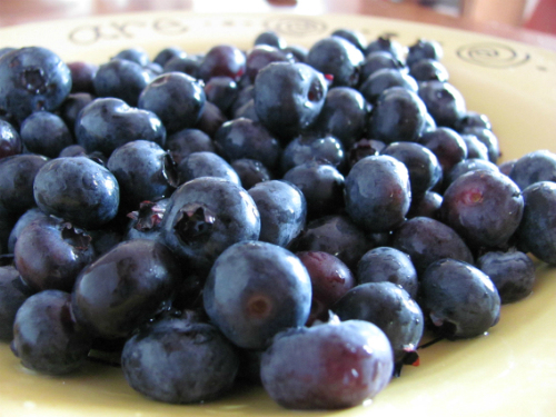 blueberries in season