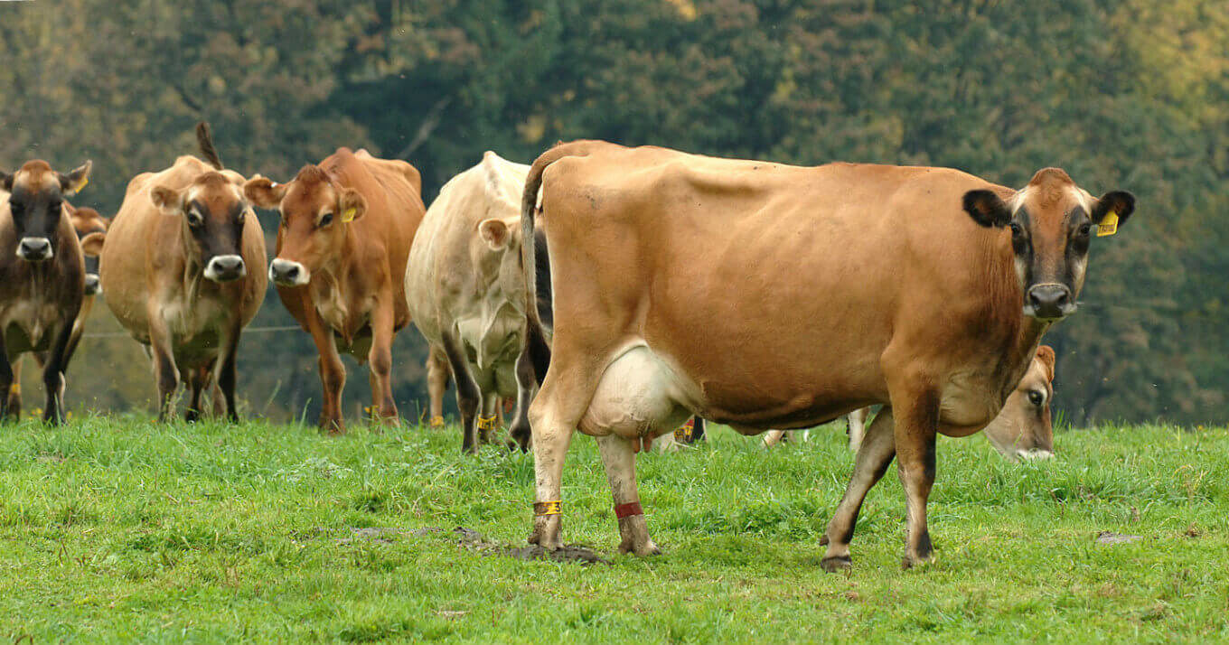 Where to Find GrassFed Butter Food Renegade