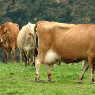 where find butter grassfed cows pasture