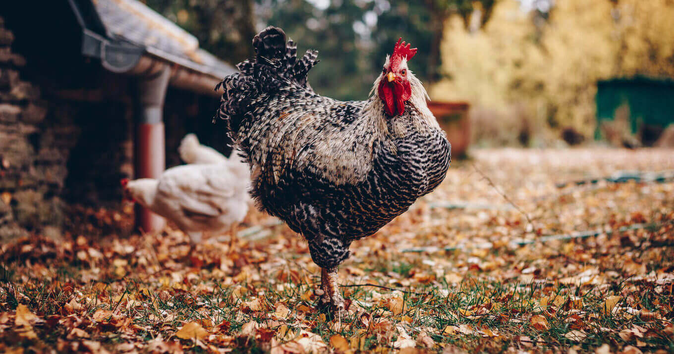 organic chicken vs pasture raised vs cage free