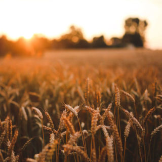 rogue gmo wheat washington costs risks